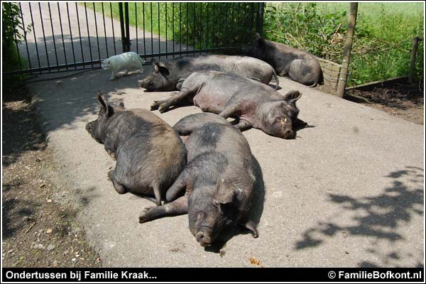 Familie Bofkont