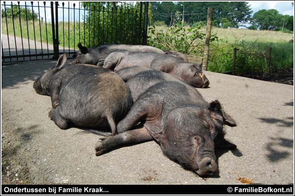 Familie Bofkont