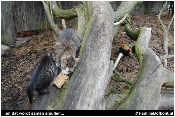 Familie Bofkont