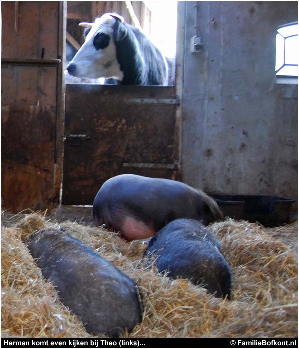 Familie Bofkont