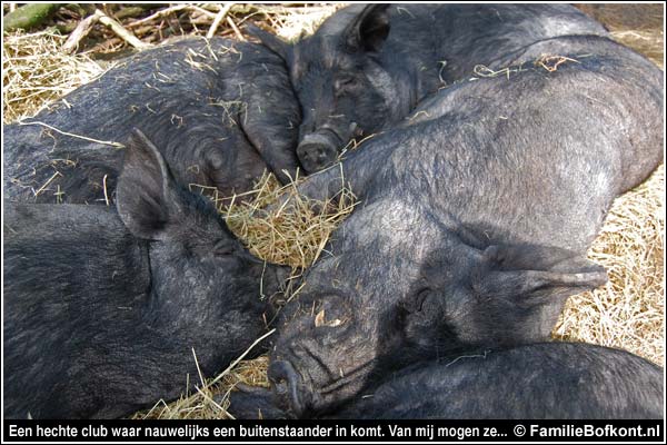 Familie Bofkont