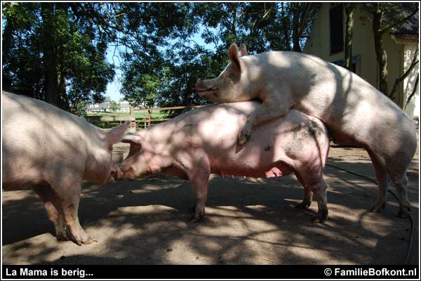 Familie Bofkont