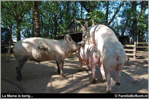 Familie Bofkont