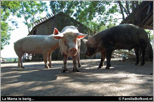 Familie Bofkont