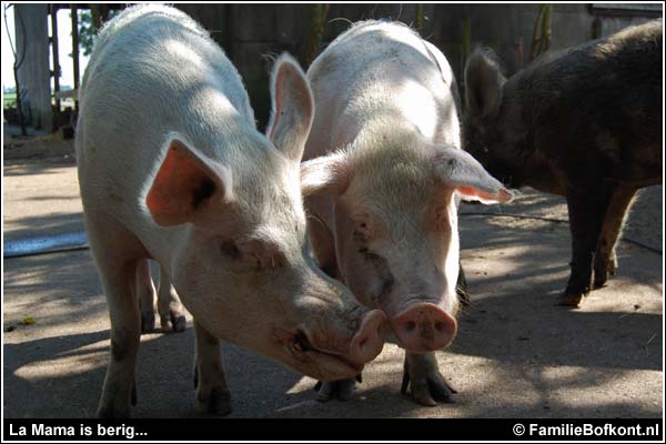 Familie Bofkont