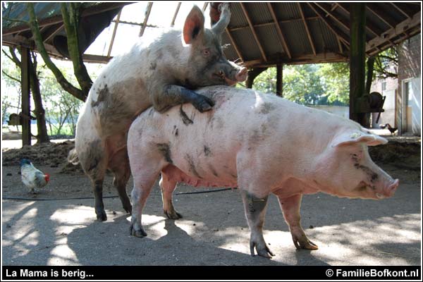 Familie Bofkont