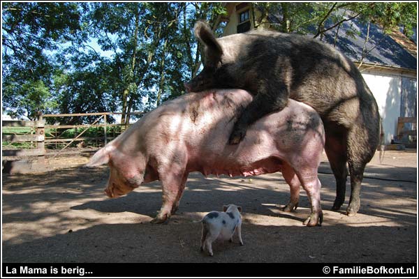 Familie Bofkont