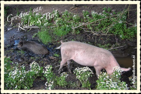 Familie Bofkont