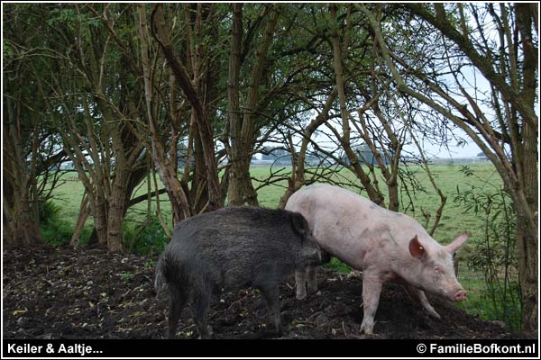 Familie Bofkont