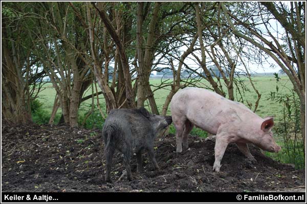 Familie Bofkont