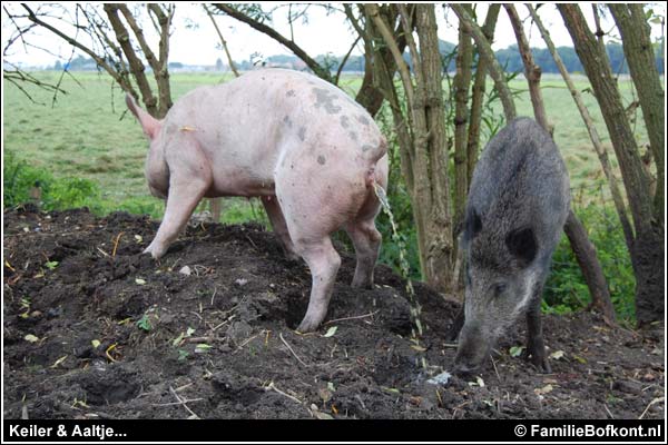 Familie Bofkont