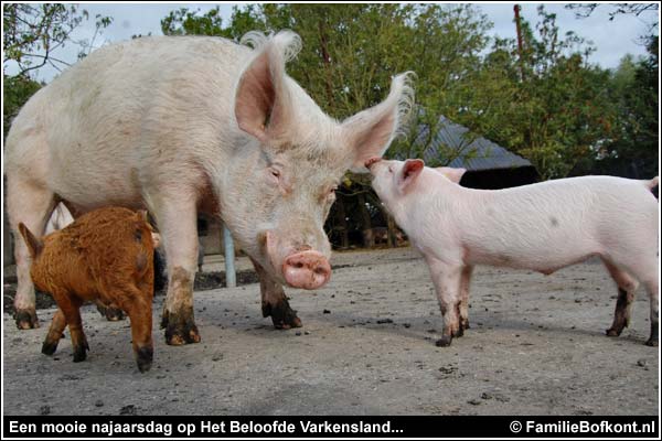 Familie Bofkont