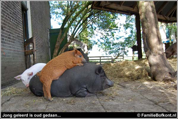 Familie Bofkont