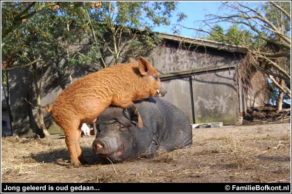 Familie Bofkont