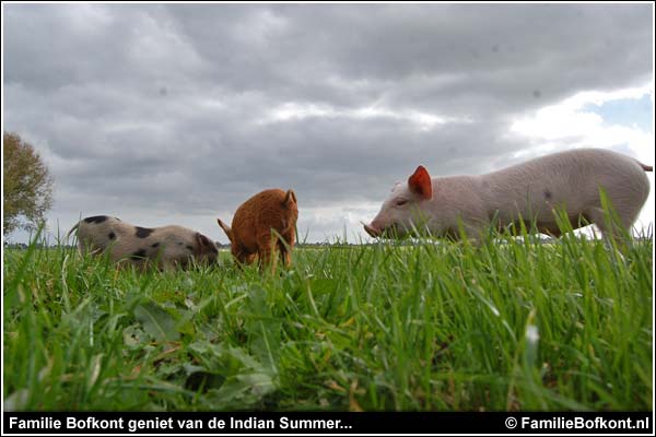 Familie Bofkont