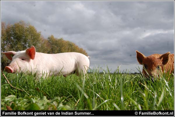 Familie Bofkont