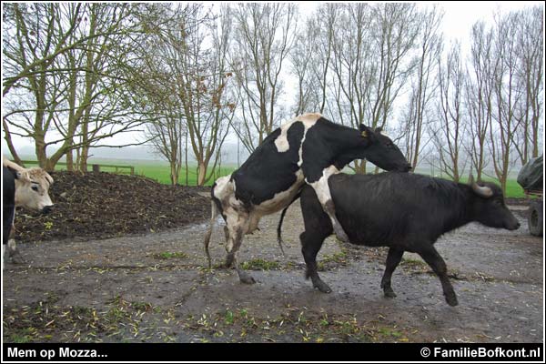 Familie Bofkont