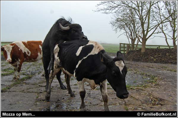 Familie Bofkont