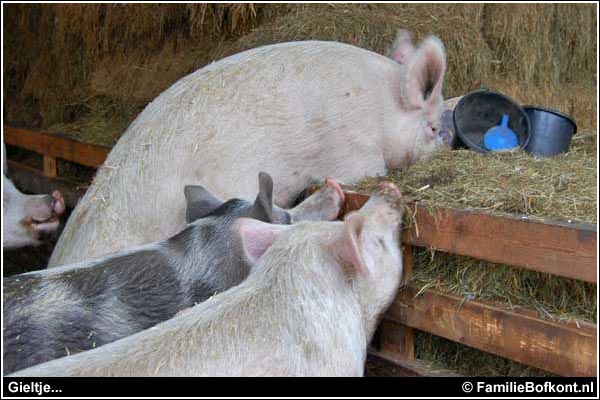 Familie Bofkont