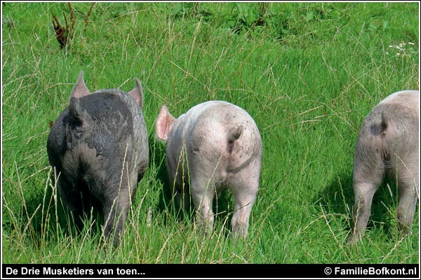 Familie Bofkont